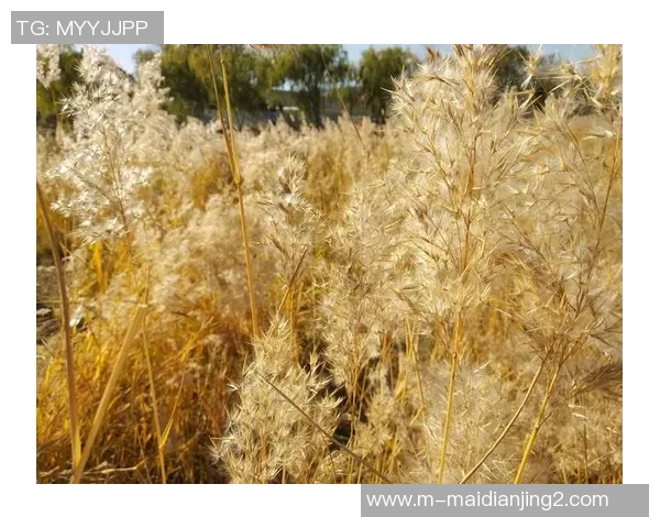 esports最新数据与杨敏畅谈王者荣耀的成长历程与职业生涯的点滴回忆 esports最新数据与杨敏畅谈王者荣耀的成长历程与职业生涯的点滴回忆